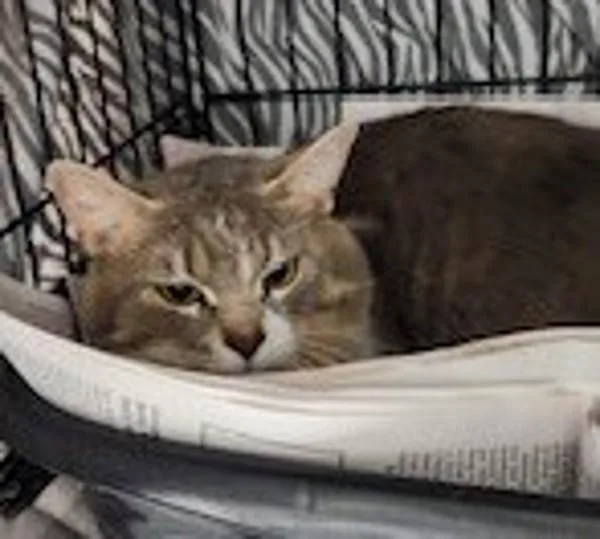 An adult large-sized male Domestic Short Hair cat named Milo for adoption in Dallas, GA