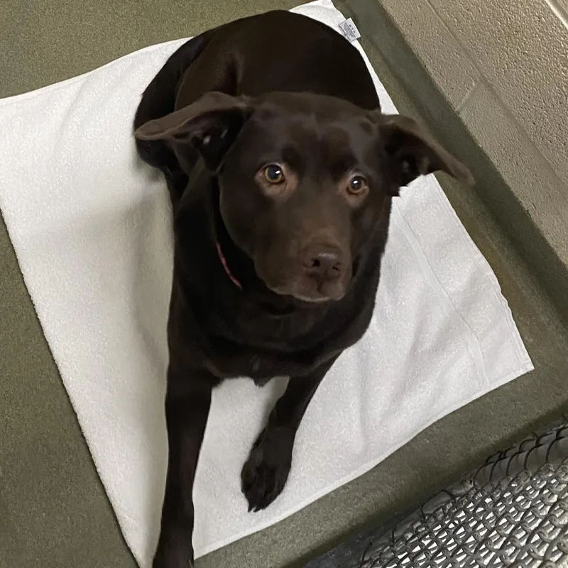 An adult medium-sized female Brown / Chocolate Labrador Retriever dog named Half Pint for adoption in Harrisonburg, VA