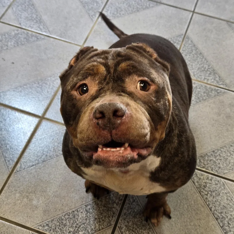 An adult large-sized female Brown / Chocolate American Bully dog named Gloria for adoption in Normal, IL