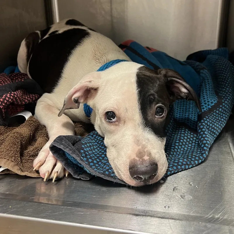 A baby medium-sized male Black Mixed Breed dog named Mister for adoption in Chattanooga, TN