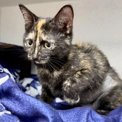 A baby small-sized female Buff / Tan / Fawn Domestic Short Hair cat named Gabby for adoption in Atlanta, GA