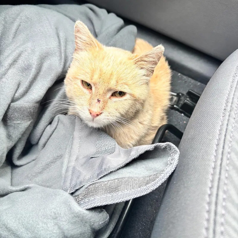 A young small-sized male Orange / Red Domestic Medium Hair cat named Found Caseys for adoption in Rochester, MN