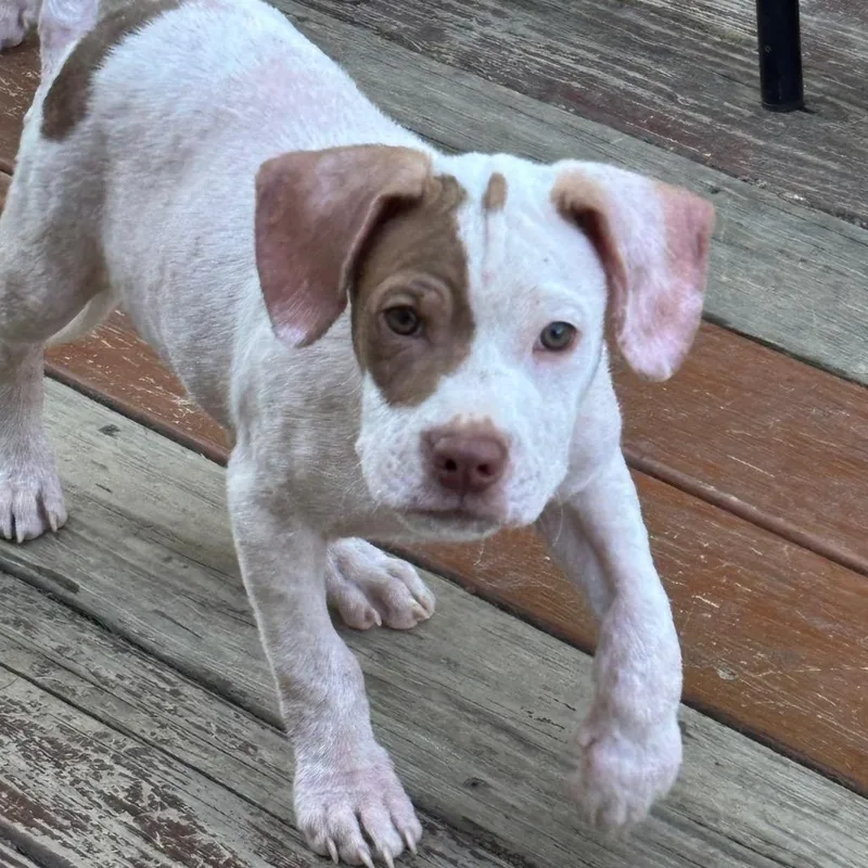 A baby medium-sized male White / Cream Mixed Breed dog named Dexter for adoption in Alexandria, VA