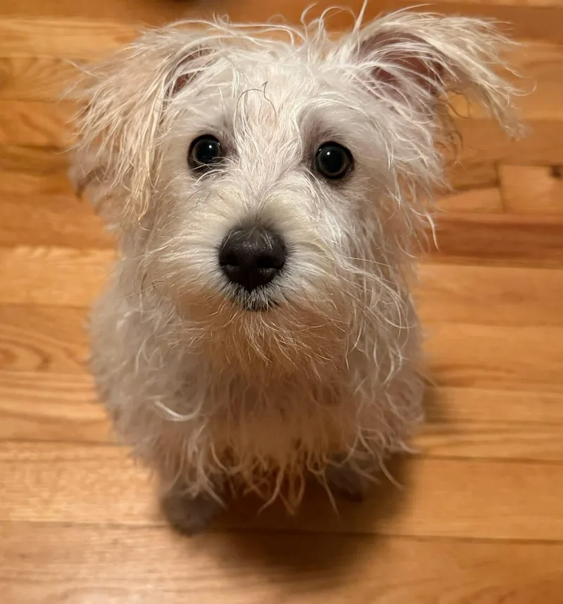 A baby medium-sized female White / Cream Bichon Frise dog named Bailey for adoption in Union Grove, WI