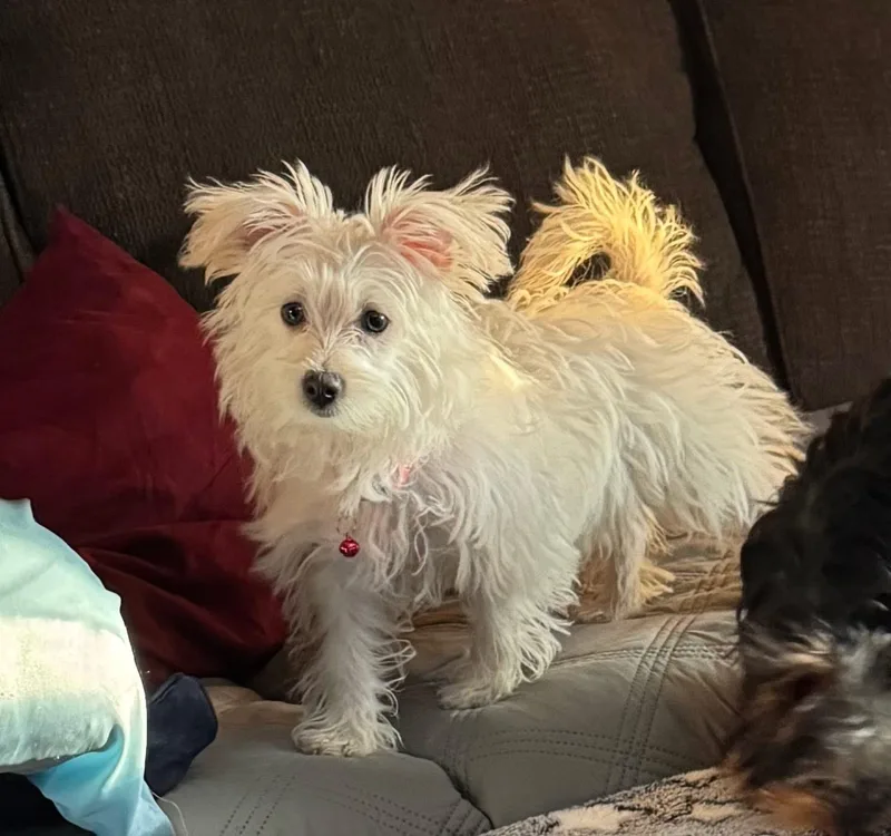 Bailey thumbnail 2