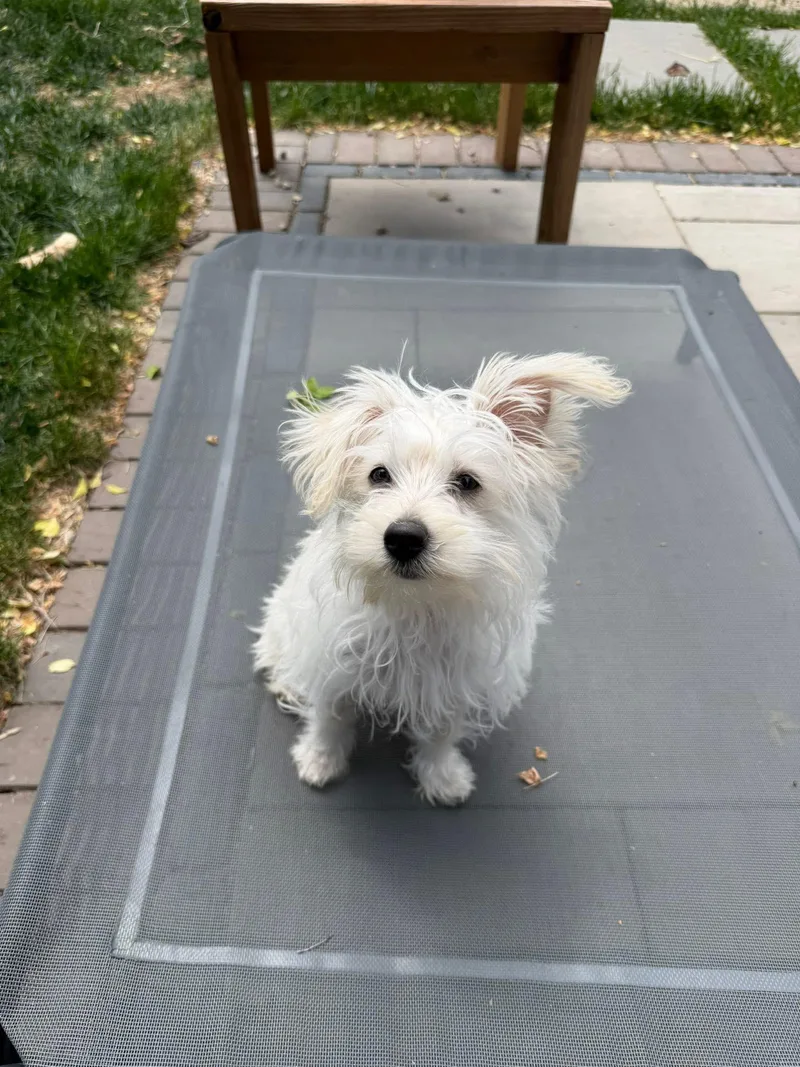 Bailey thumbnail 3