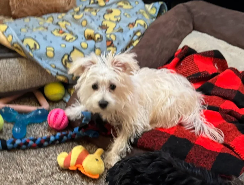 Bailey thumbnail 4