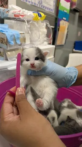 A baby small-sized female Domestic Medium Hair cat named Zoey for adoption in San Martin, CA