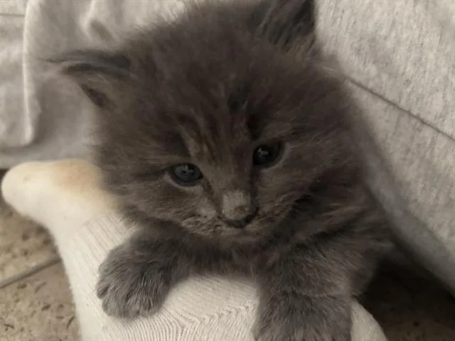 A baby small-sized male Domestic Medium Hair cat named Thor for adoption in Charlotte, NC