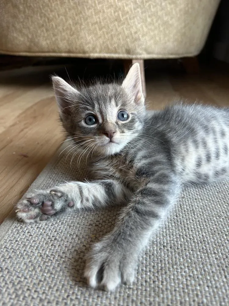 A baby small-sized male Domestic Short Hair cat named Bentley for adoption in tucson, AZ
