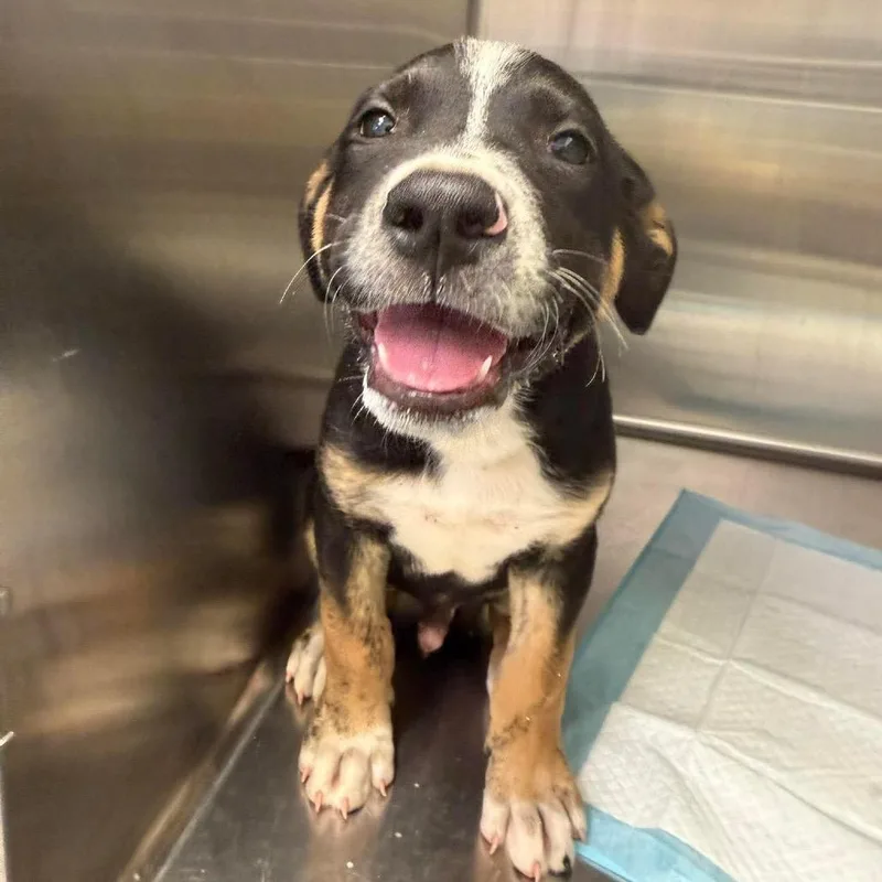 A baby medium-sized male Black Shepherd dog named Panda for adoption in Bastrop, TX