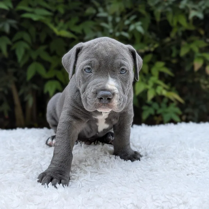 A young small-sized male Pit Bull Terrier dog named DoSiJoe for adoption in Tyrone, GA
