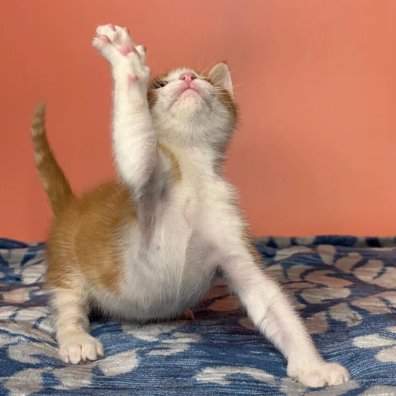 A baby small-sized male Orange / Red Domestic Short Hair cat named Stimpy for adoption in San Antonio, TX