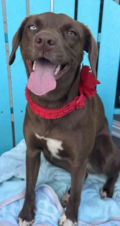 A young medium-sized female Labrador Retriever dog named Mona for adoption in Cumming, GA
