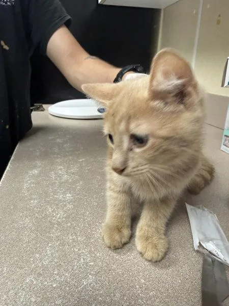 A baby small-sized female Domestic Short Hair cat named Dallas for adoption in Salisbury, MD