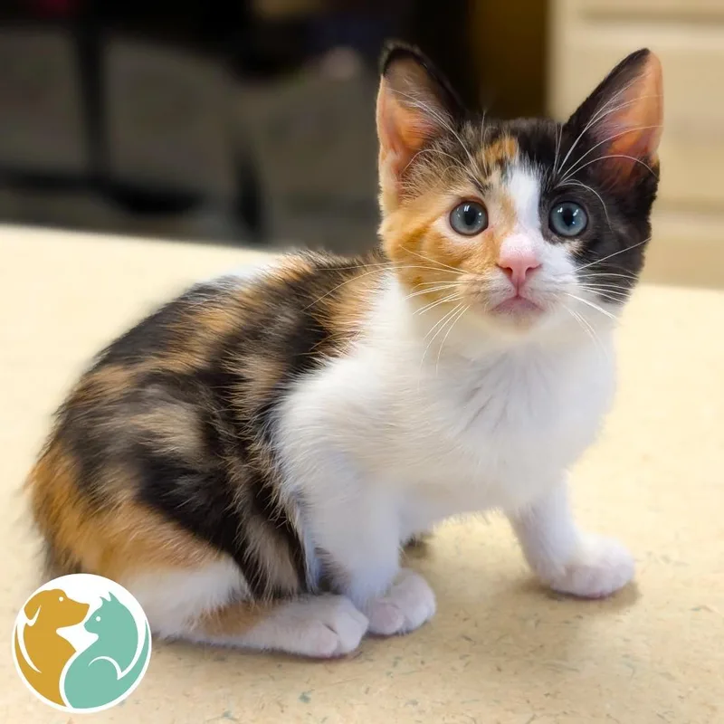 A baby small-sized female Calico Domestic Short Hair cat named Chew for adoption in Toledo, OH