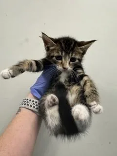 A baby small-sized female Domestic Short Hair cat named Twinkie for adoption in Miami, FL