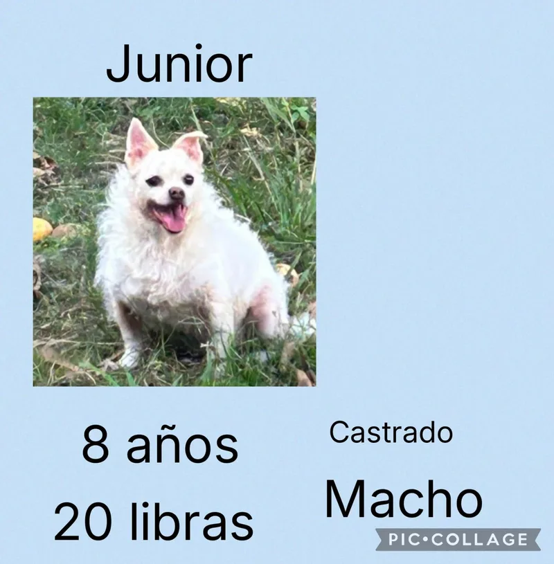 A senior small-sized male Mixed Breed dog named Junior for adoption in San Juan, PR