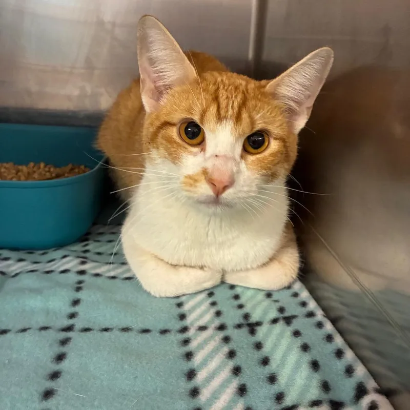 An adult medium-sized male Domestic Short Hair cat named Kenneth for adoption in Horn Lake, MS