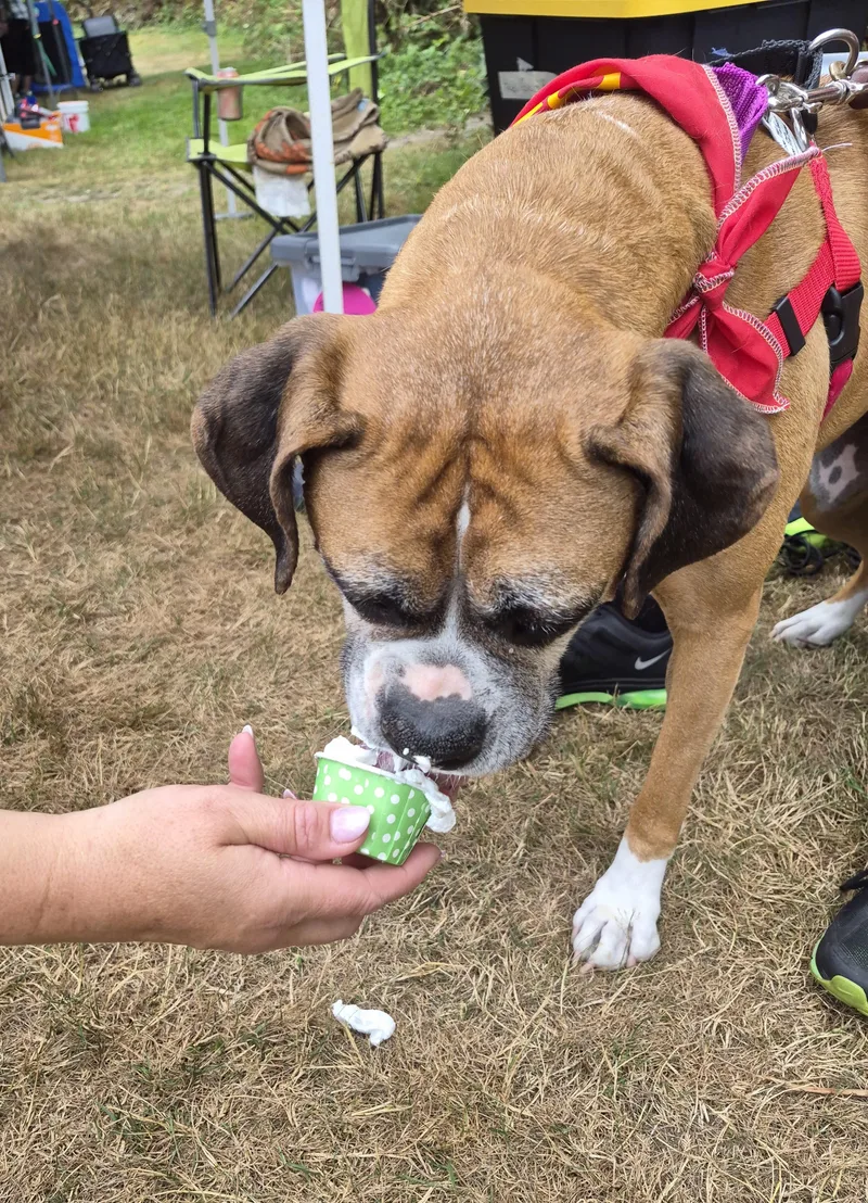 A senior medium-sized female Yellow / Tan / Blond / Fawn Boxer dog named Freya for adoption in Stanwood, WA