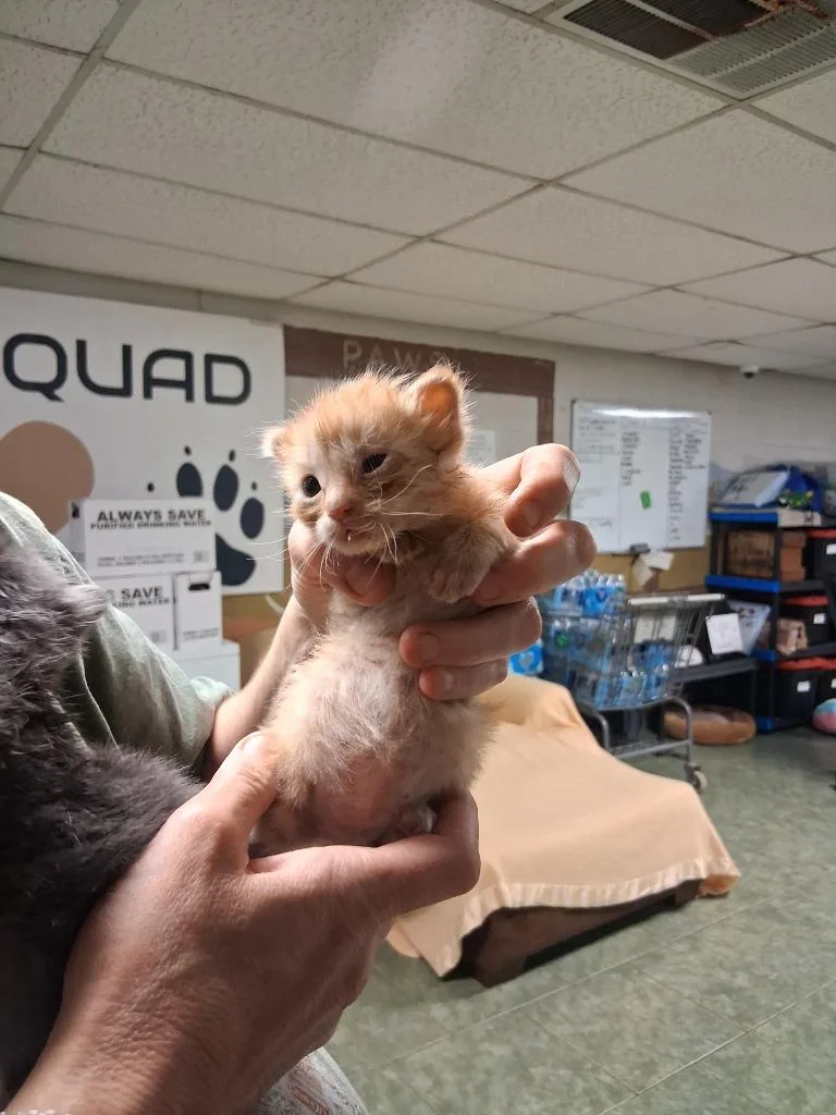 A baby small-sized female Domestic Short Hair cat named Audrey for adoption in Ada, OK