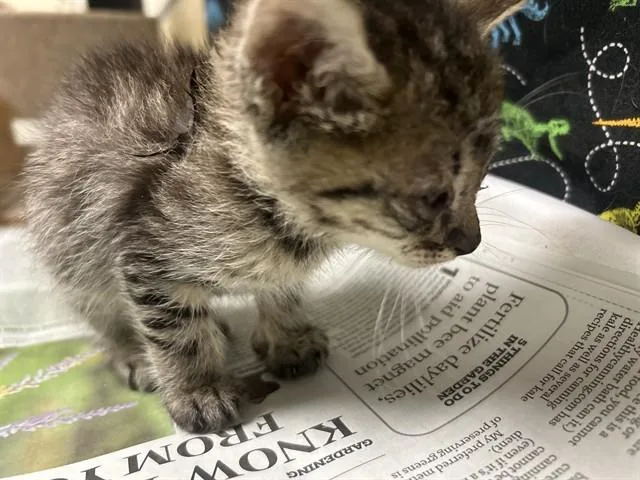 A baby small-sized male Domestic Short Hair cat named Dil Pickles for adoption in Riverside, CA