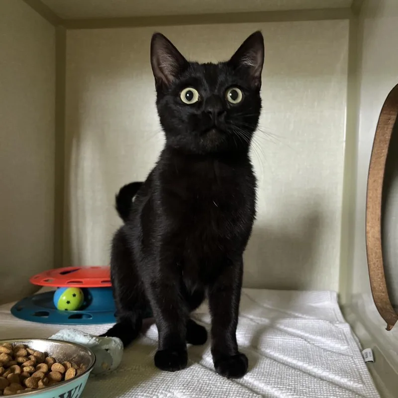 A young medium-sized male Domestic Short Hair cat named Pine for adoption in Glenwood Springs, CO