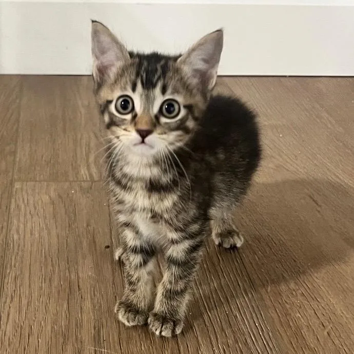 A baby small-sized male Brown / Chocolate Domestic Short Hair cat named Murlen for adoption in Spokane, WA