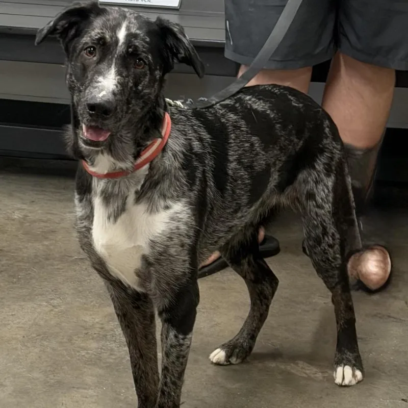 An adult medium-sized female Australian Shepherd dog named Shelby for adoption in Tampa, FL