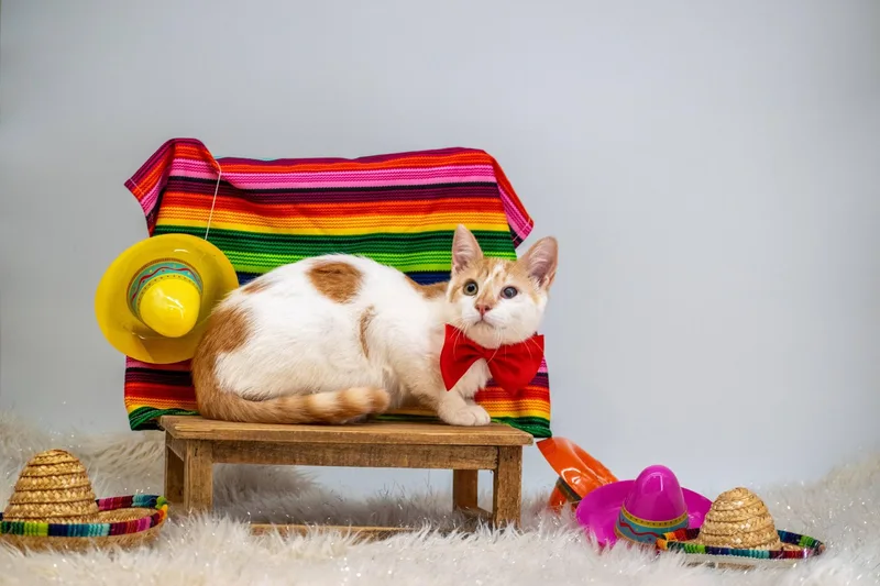 A young small-sized male Orange & White Domestic Short Hair cat named Salsa for adoption in Sevierville, TN