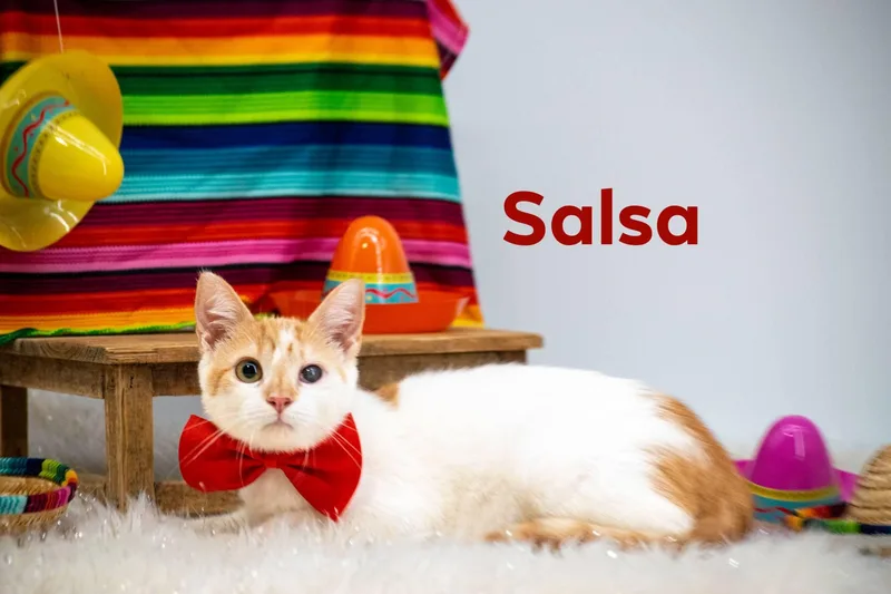 Salsa thumbnail 3