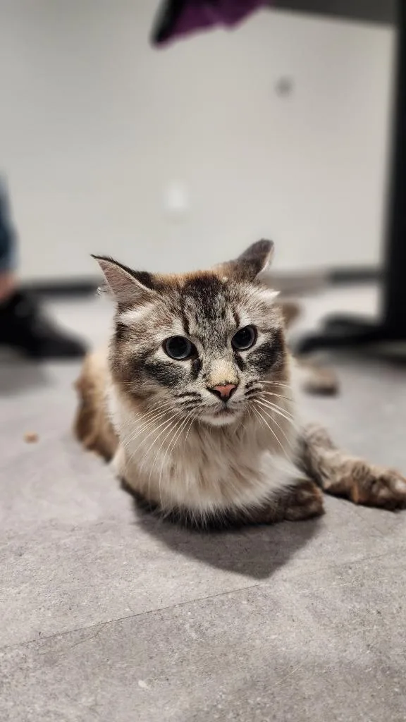 Lyra