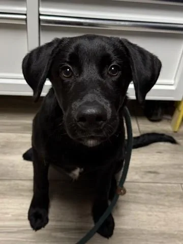 A young small-sized male Labrador Retriever dog named Lewis for adoption in Redlands, CA