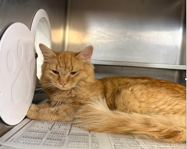 A young medium-sized male Domestic Short Hair cat named Truffle for adoption in Aurora, IL