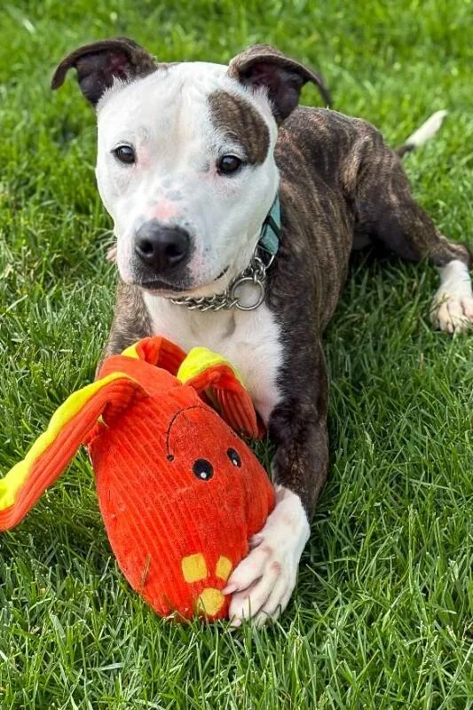 An adult medium-sized male White / Cream Mixed Breed dog named Mowgli for adoption in Cincinnati, OH
