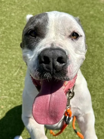 An adult large-sized male White / Cream Mixed Breed dog named Boom Chocolatta for adoption in Wichita, KS
