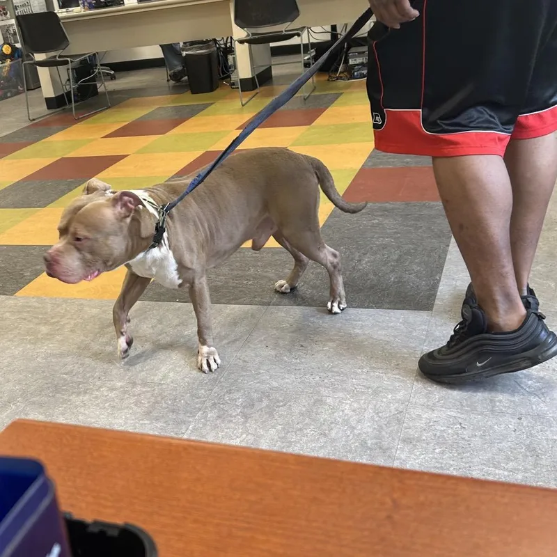 A senior medium-sized male Yellow / Tan / Blond / Fawn Pit Bull Terrier dog named Rollie for adoption in Philadelphia, PA