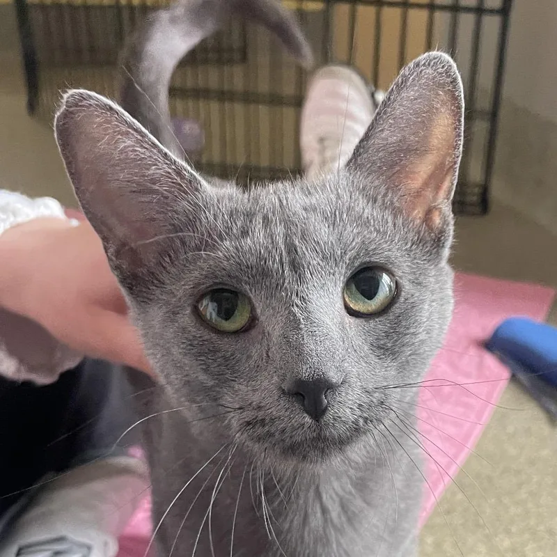 A young medium-sized female Gray / Blue / Silver Domestic Short Hair cat named Rewena for adoption in Chicago, IL