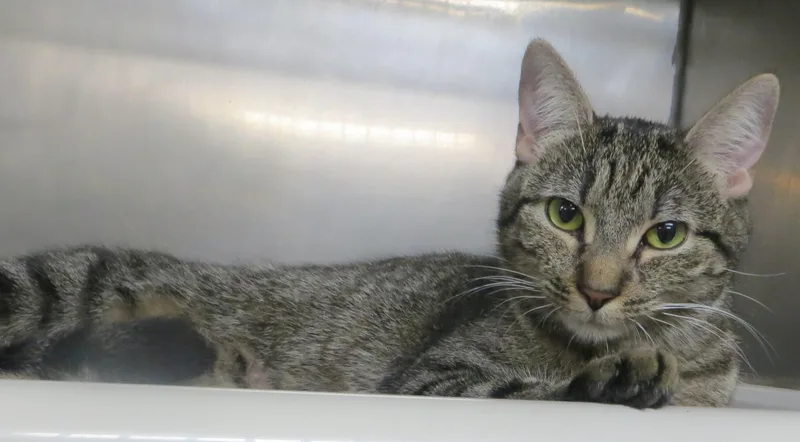 An adult medium-sized female Tiger cat named Toby for adoption in Taunton, MA