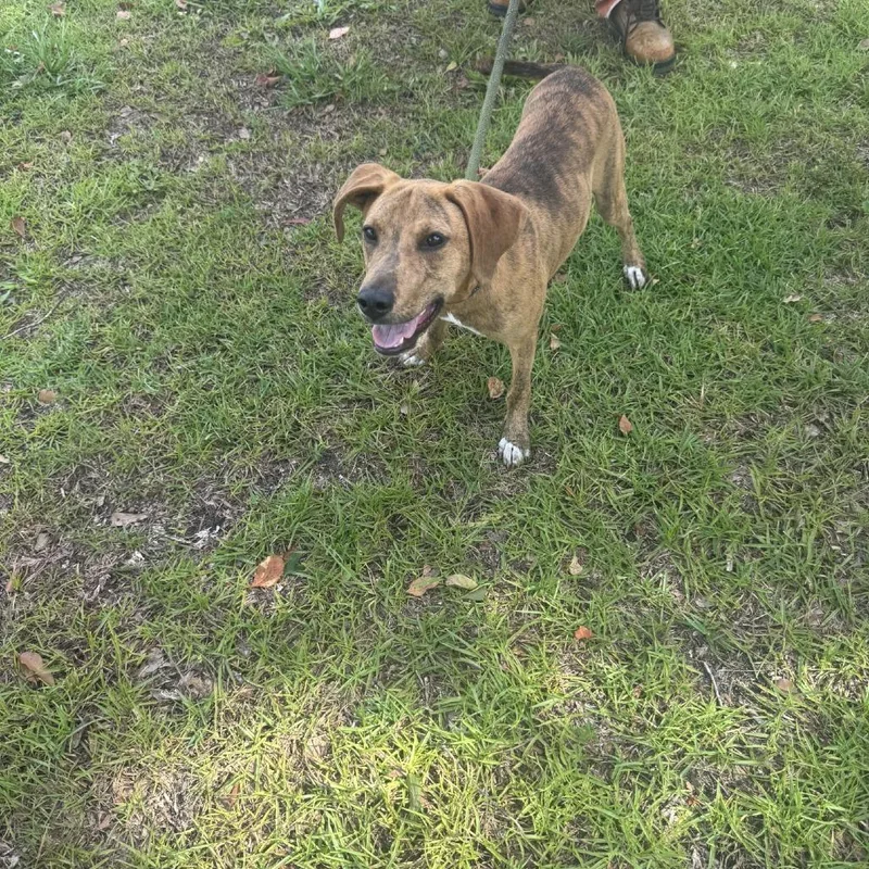 A baby small-sized male Brindle Mixed Breed dog named Max for adoption in Titusville, FL
