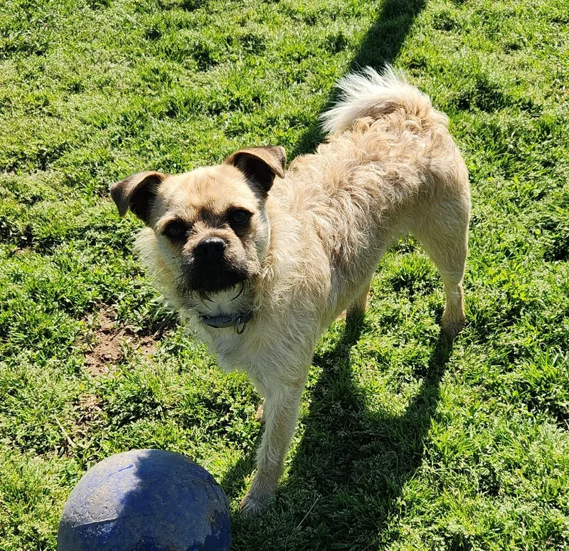 An adult small-sized male Pug dog named Gus for adoption in Siloam Springs, AR