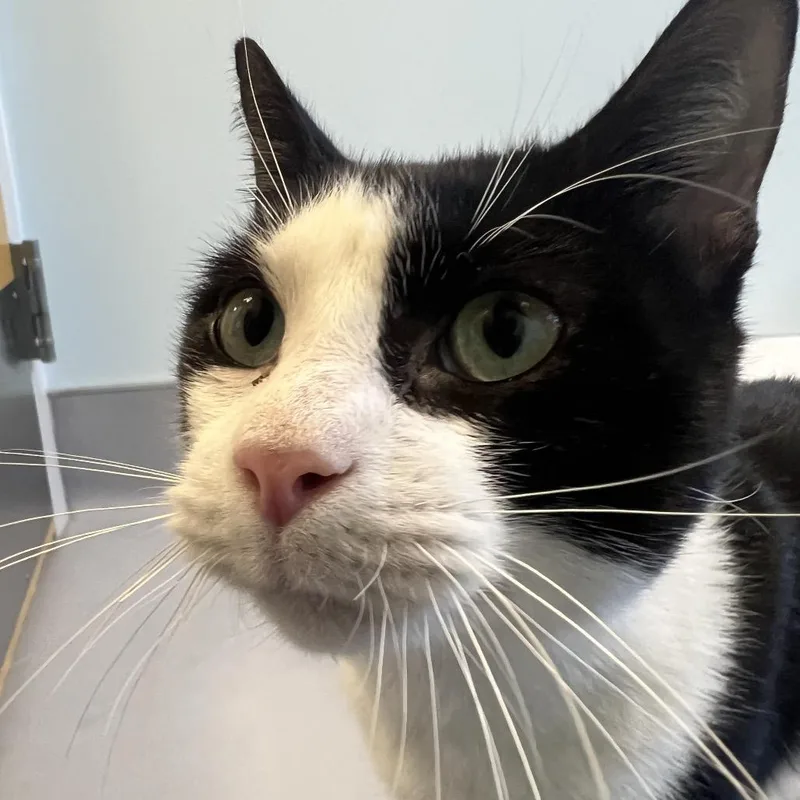 A young medium-sized male White Domestic Short Hair cat named Elvis for adoption in Boston, MA