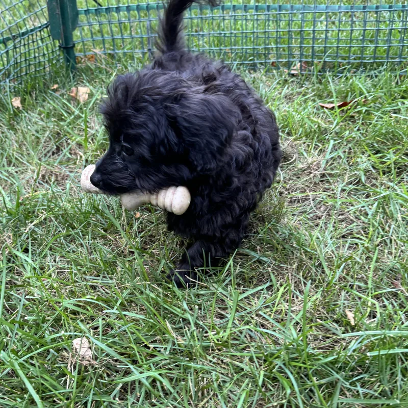 A baby small-sized female Maltipoo dog named Athena for adoption in Blacksburg, VA
