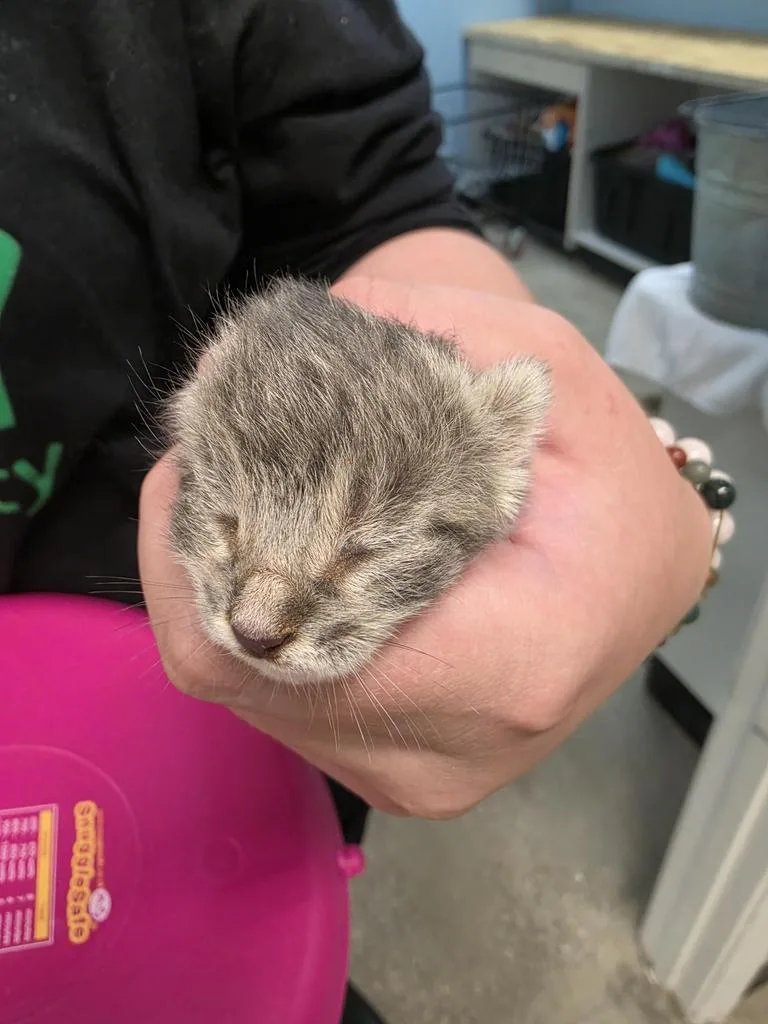 A baby medium-sized male Domestic Short Hair cat named Ozzy for adoption in Burnsville, NC