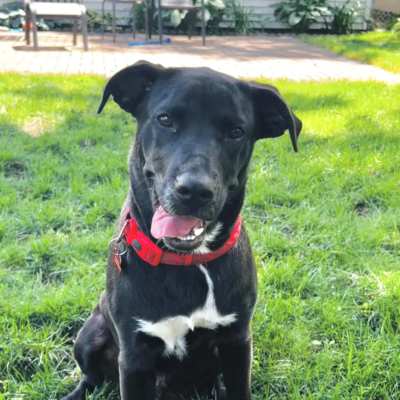 A young medium-sized male Black Labrador Retriever dog named Bojangles for adoption in Prior Lake, MN