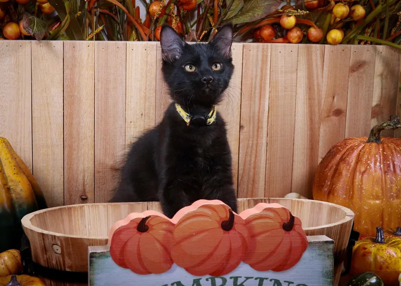 A baby medium-sized male Black Bombay cat named Saul Goodman for adoption in Parker, TX