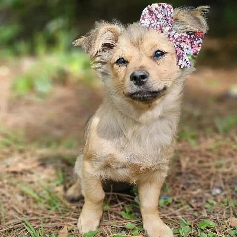A baby medium-sized female Merle (Red) Mixed Breed dog named Poppy for adoption in BONIFAY, FL