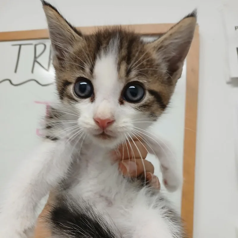 Floki