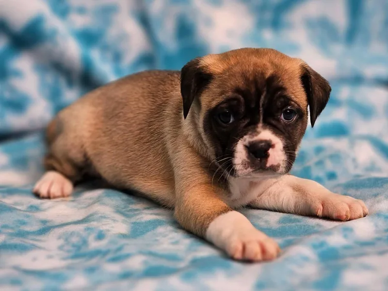A baby small-sized female Yellow / Tan / Blond / Fawn Puggle dog named Augusta for adoption in East Sparta, OH