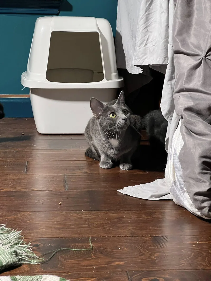 An adult small-sized female Gray / Blue / Silver Domestic Short Hair cat named Bernadette for adoption in Waveland, IN